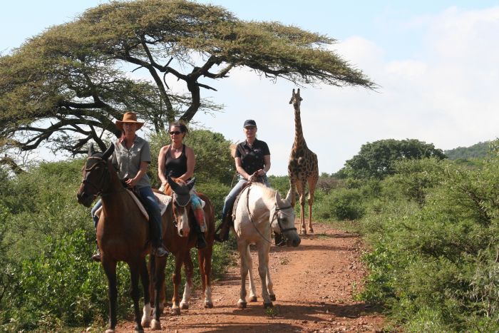 Safari en Afrique du Sud pour les connaisseurs