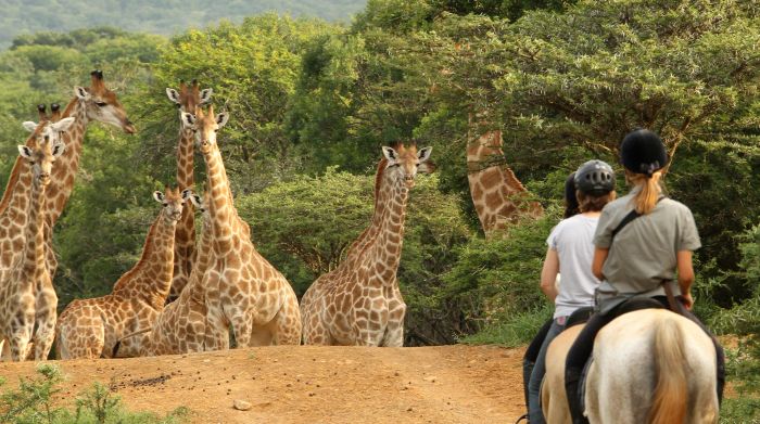 Safari en Afrique du Sud pour les connaisseurs