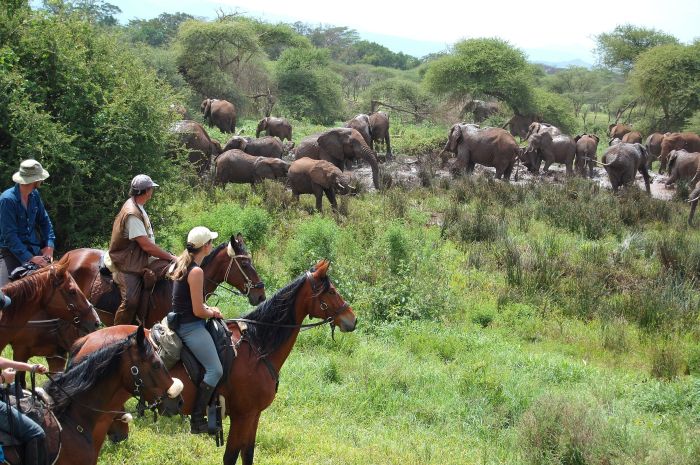 Safari à Amboseli