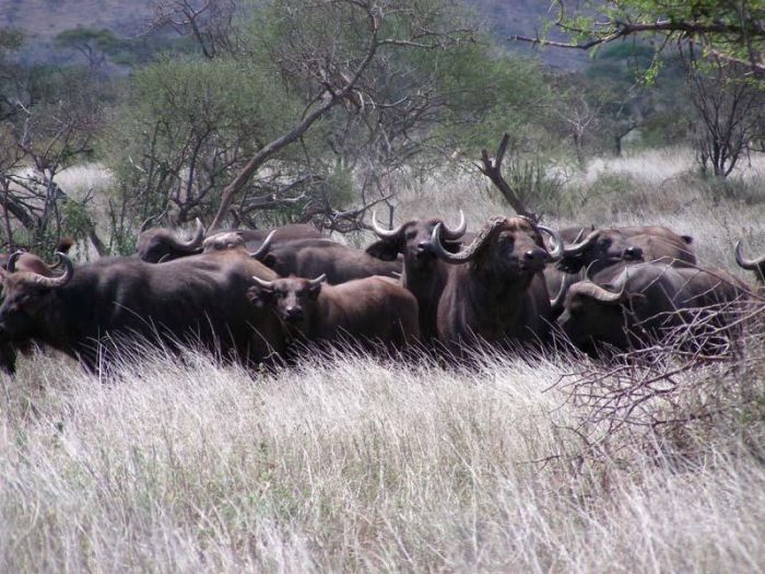 Safari à Amboseli