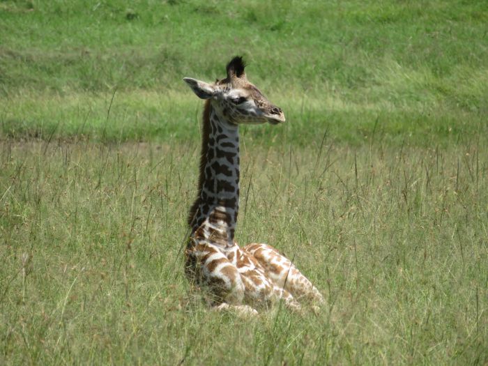 Safari dans le Masai Mara et la vallée du Grand Rift