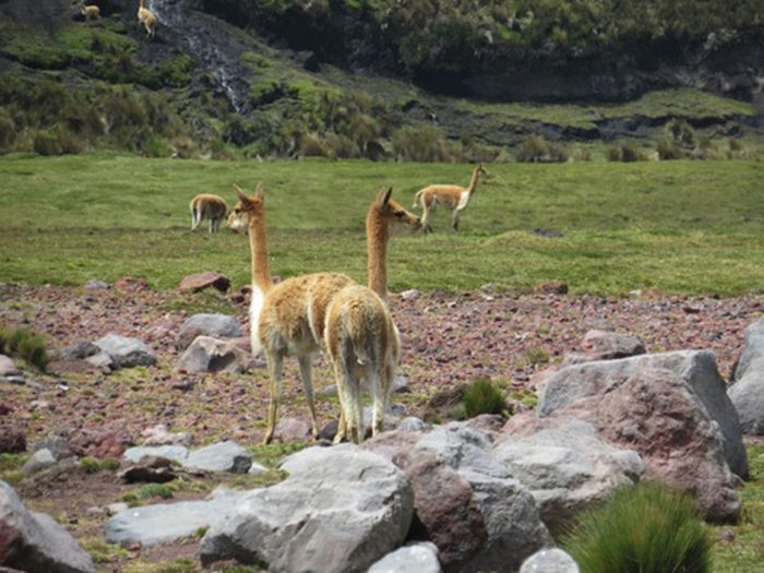 Expédition dans les Andes sauvages