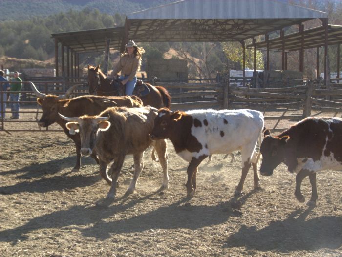 Cattle Ranch à Pleasant Valley