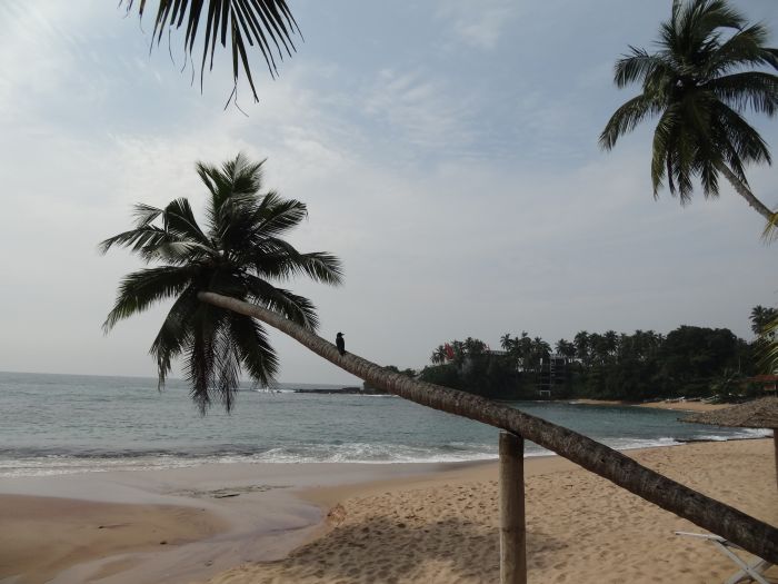 Safari et plage au Sri Lanka