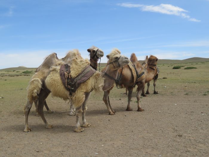 Randonnée dans la steppe de Gobi