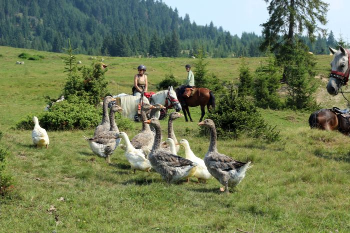 Randonnée d'aventure des Carpates