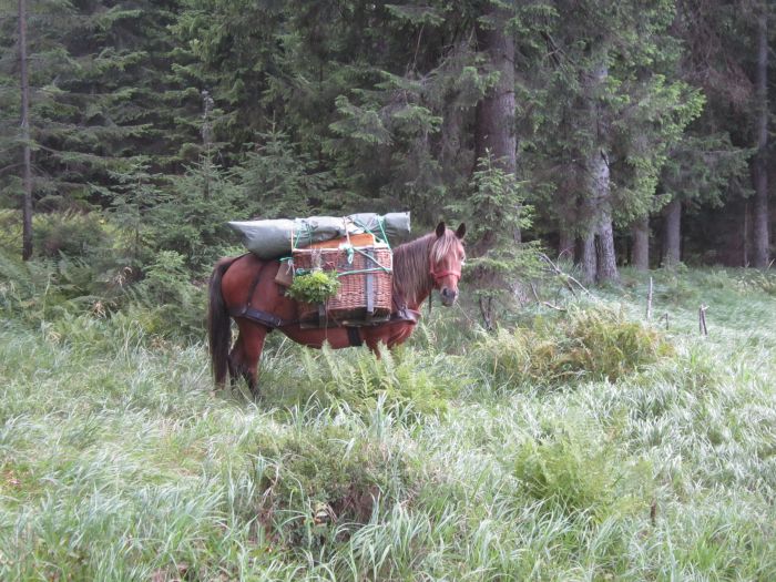 Randonnée d'aventure des Carpates