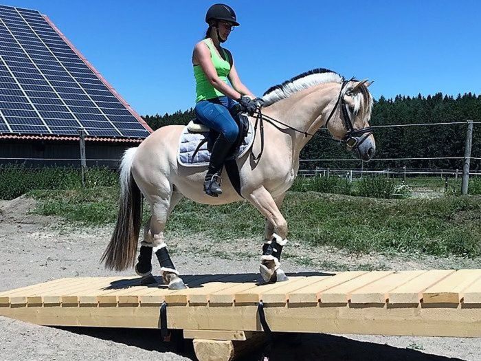 Endurance et cours d'équitation en Allgäu