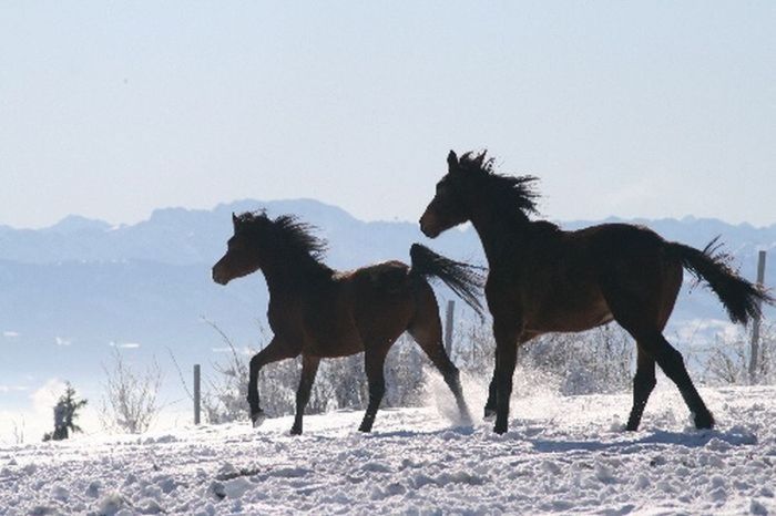 Endurance et cours d'équitation en Allgäu