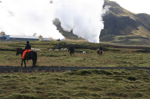 Conduite de moutons en Islande