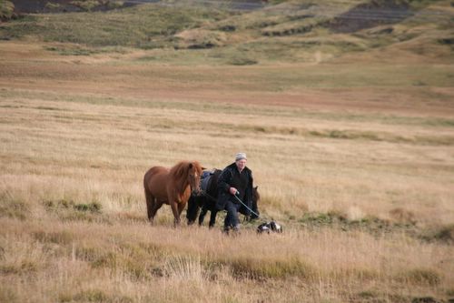 Conduite de moutons en Islande