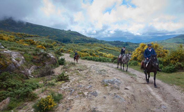 Trail des chevaux sauvages