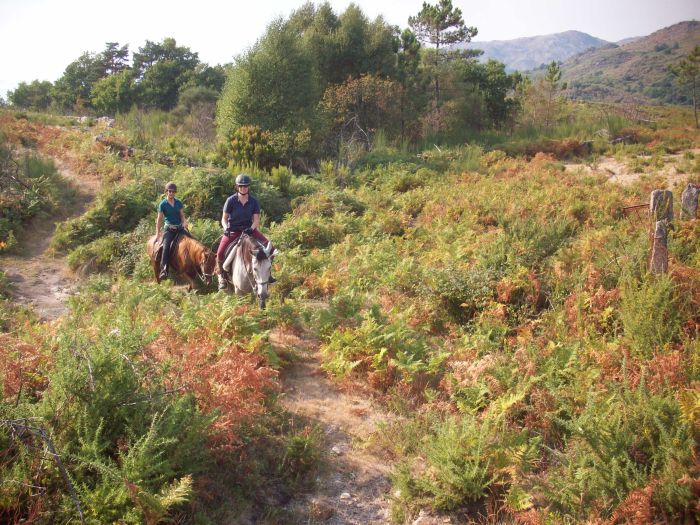 Trail des chevaux sauvages