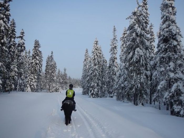Aventures hivernales au cœur de la Finlande