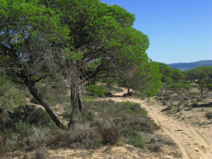 Trail de la Coto de Doñana