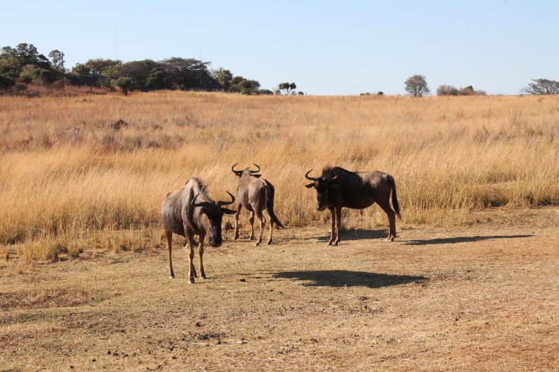 Lodge d'aventure dans les hauts plateaux du Khomas