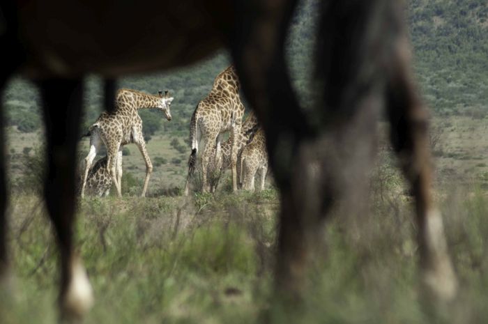 Afrique du Sud Safari Lodge à Lodge