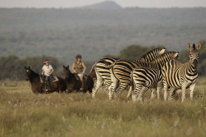Afrique du Sud Safari Lodge à Lodge