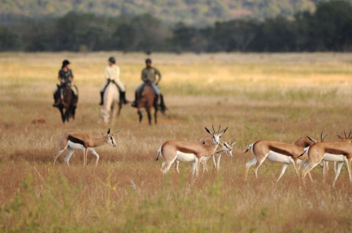 Afrique du Sud Safari Lodge à Lodge