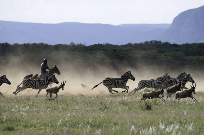 Afrique du Sud Safari Lodge à Lodge