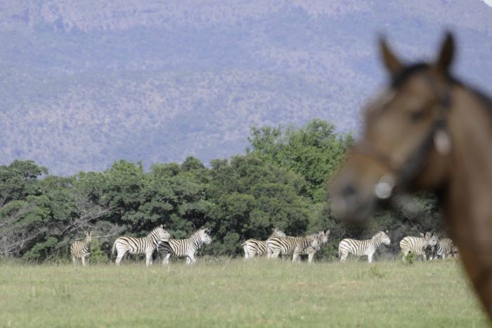 Afrique du Sud Safari Lodge à Lodge