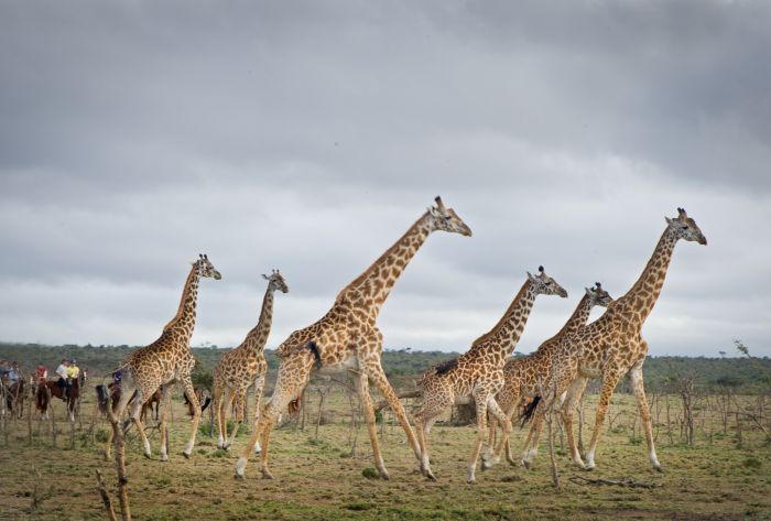 Randonn&eacute;e safari Laikipia