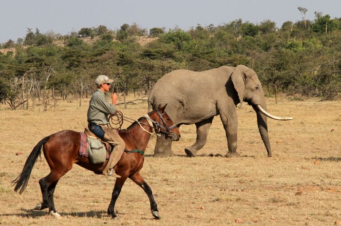 Randonn&eacute;e safari Laikipia