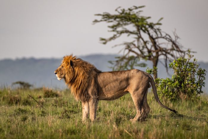 Randonn&eacute;e safari Laikipia