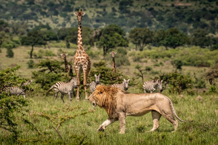 Randonn&eacute;e safari Laikipia
