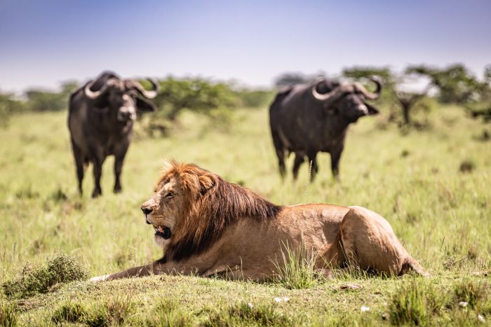 Randonn&eacute;e safari Laikipia