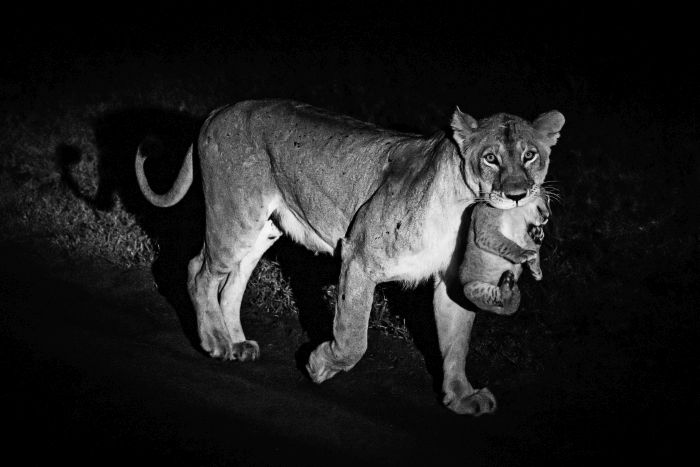 Randonn&eacute;e safari Laikipia