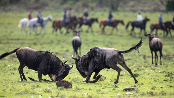 Randonn&eacute;e safari Laikipia
