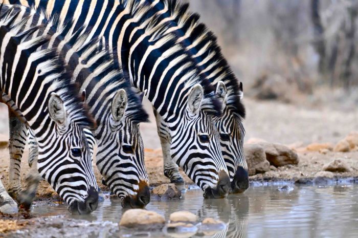 Safaris &agrave; cheval au Zimbabwe