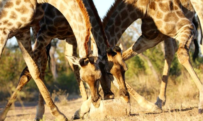 Safaris &agrave; cheval au Zimbabwe
