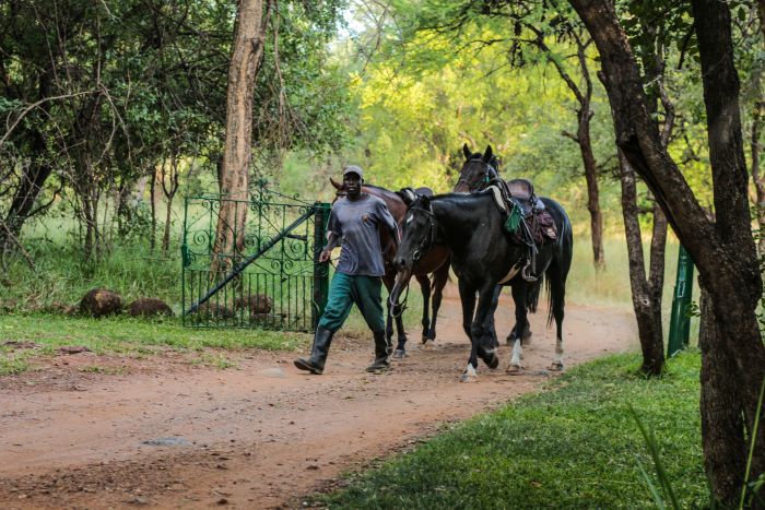 Safaris &agrave; cheval au Zimbabwe