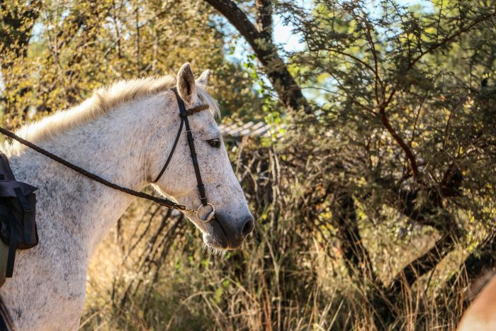 Safaris &agrave; cheval au Zimbabwe
