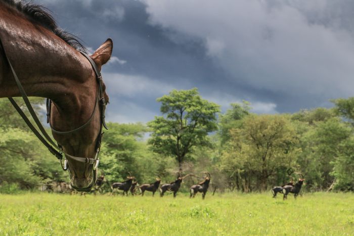 Safaris &agrave; cheval au Zimbabwe