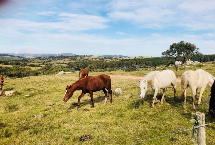 Le chemin Inca pr&egrave;s de Salta