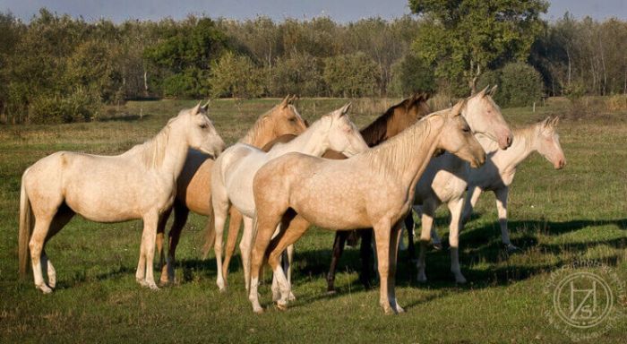 Chevauchée en étoile à travers les steppes hongroises