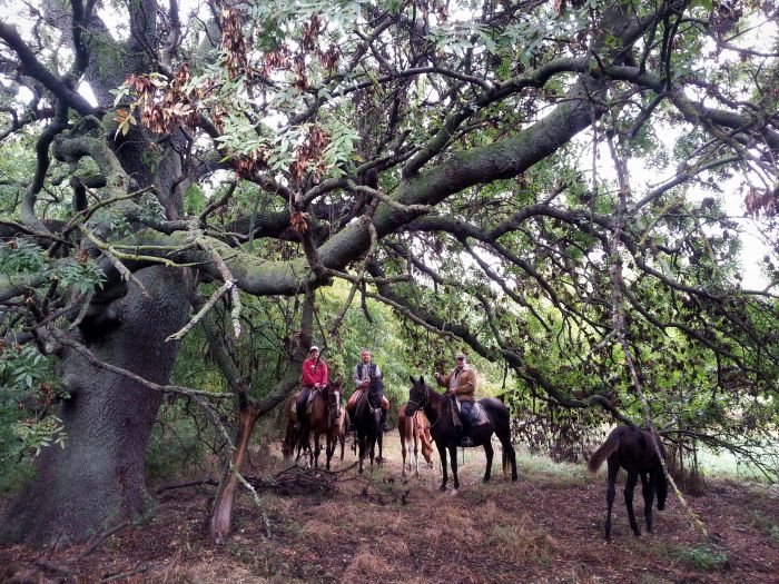 Chevauchée en étoile à travers les steppes hongroises