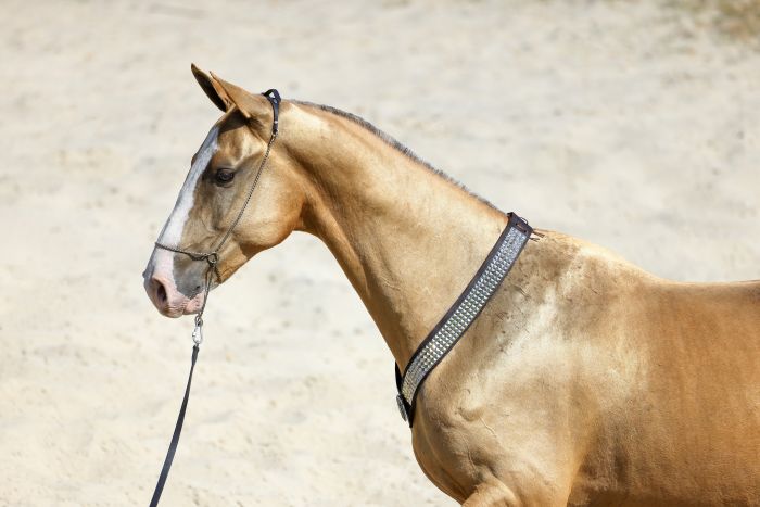 Chevauchée en étoile à travers les steppes hongroises
