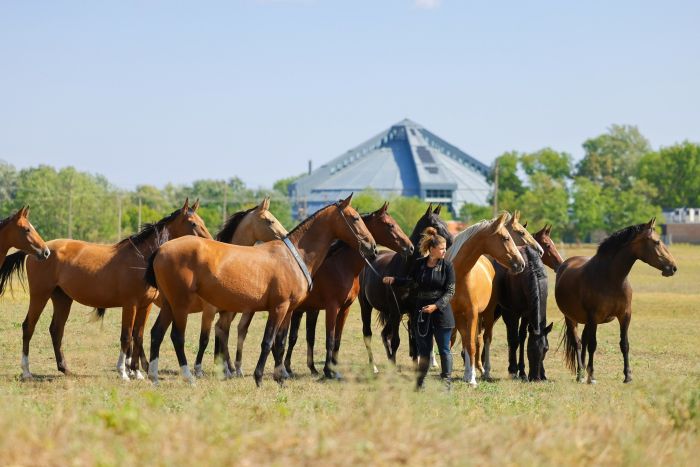 Chevauchée en étoile à travers les steppes hongroises