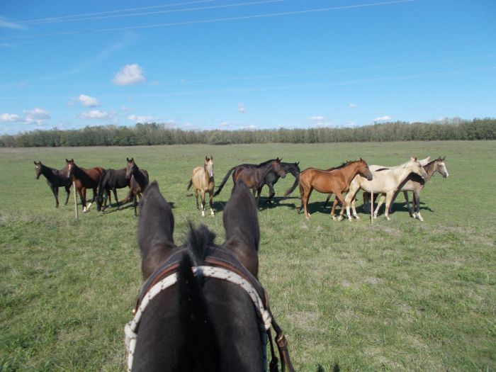 Chevauchée en étoile à travers les steppes hongroises