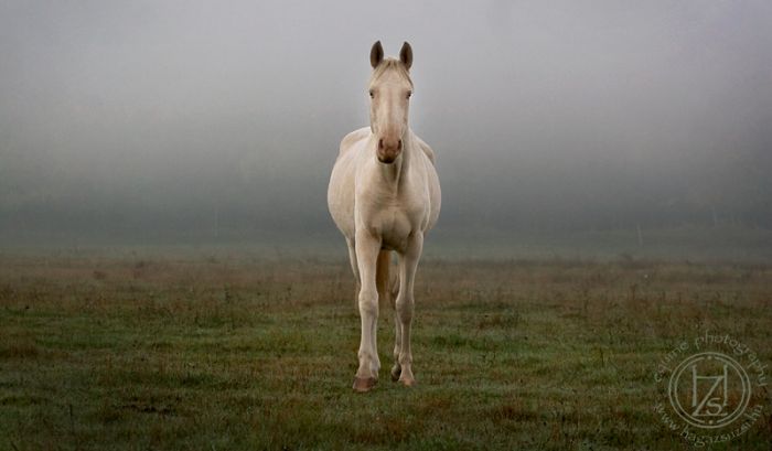 Chevauchée en étoile à travers les steppes hongroises