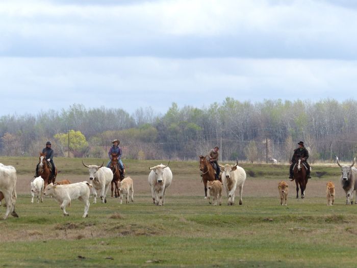 Chevauchée en étoile à travers les steppes hongroises