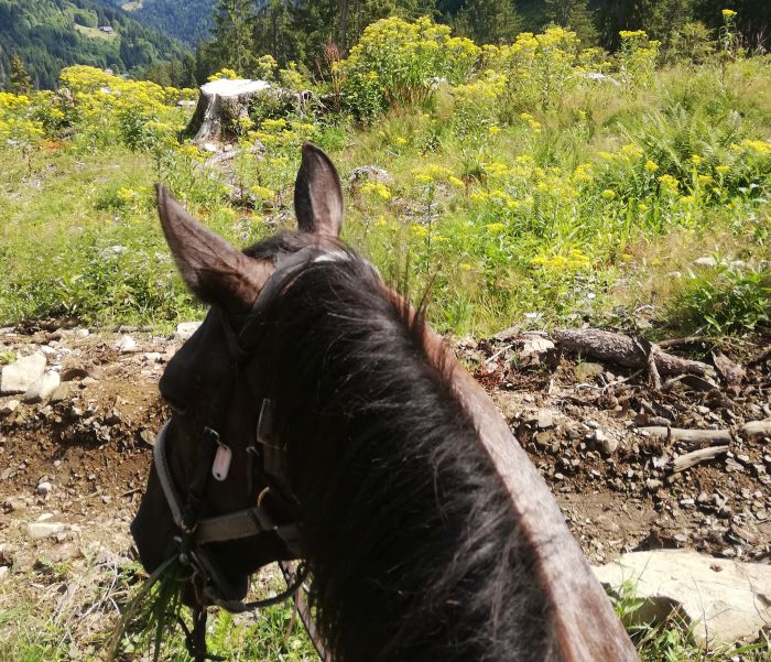 Randonn&eacute;e &agrave; travers les Alpes fran&ccedil;aises (4/5 jours)