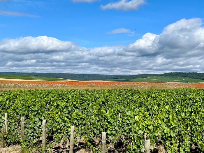 Sancerre - Le vin, mais aussi le Whisky